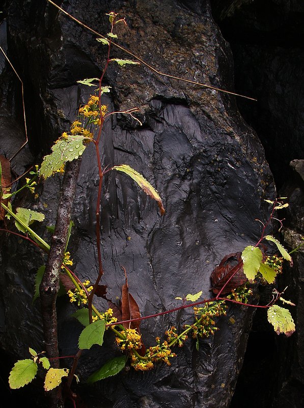 FS - Leaf Necklace.jpg