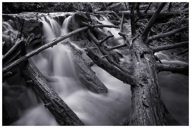 FS - Tree Fall B&W.jpg