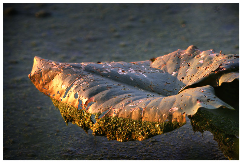 LRF-Leaf Mold.jpg