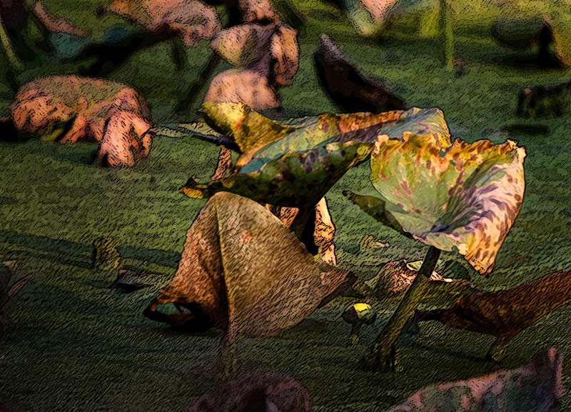 LRF-Pond Leaves.jpg