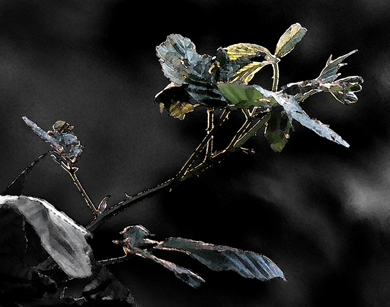 Leaf - Sketch.jpg