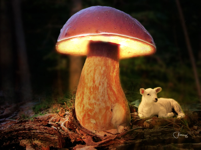 Magic Mushroom Composite.jpg