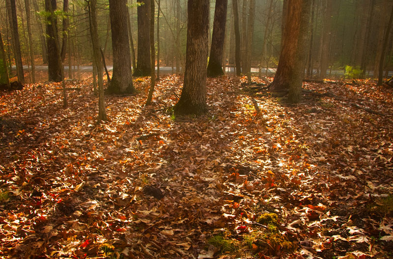 Morning in the Forest.jpg :: Morning light through the trees on Stoney Run Trail in Douthat State Park.