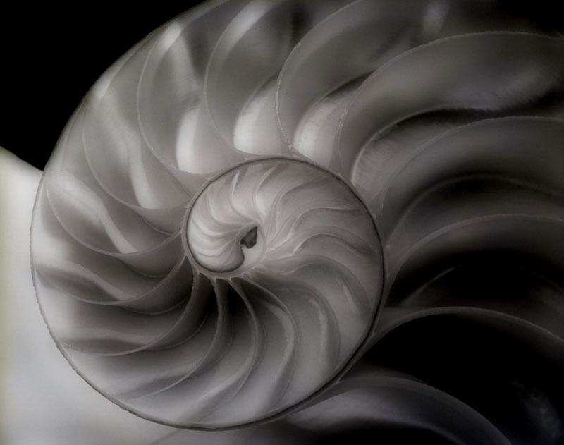 P-Chambered Nautilus1.jpg :: Portfolio Sample
