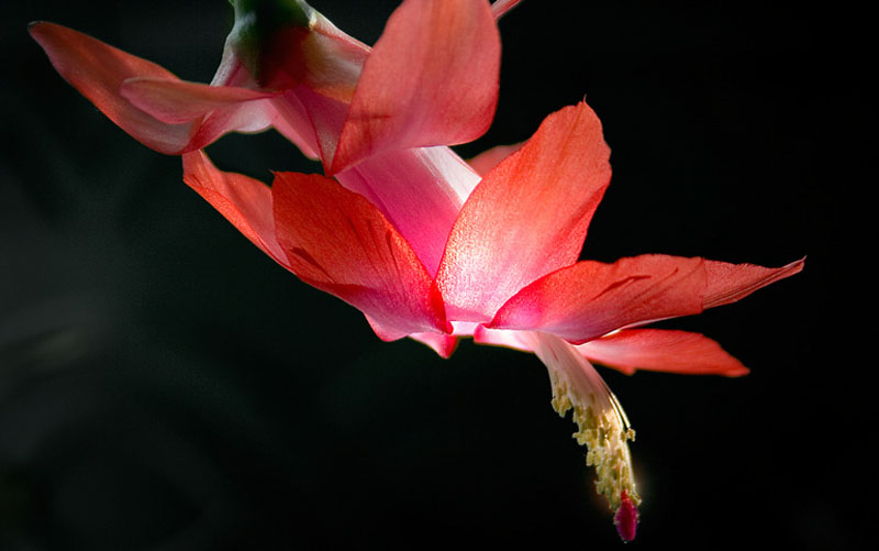 P-Christmas Cactus 1.jpg :: Portfolio Sample