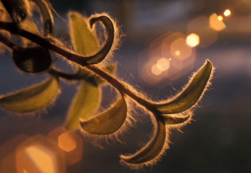 P-Plant and Lens Flare1.jpg :: Portfolio Sample