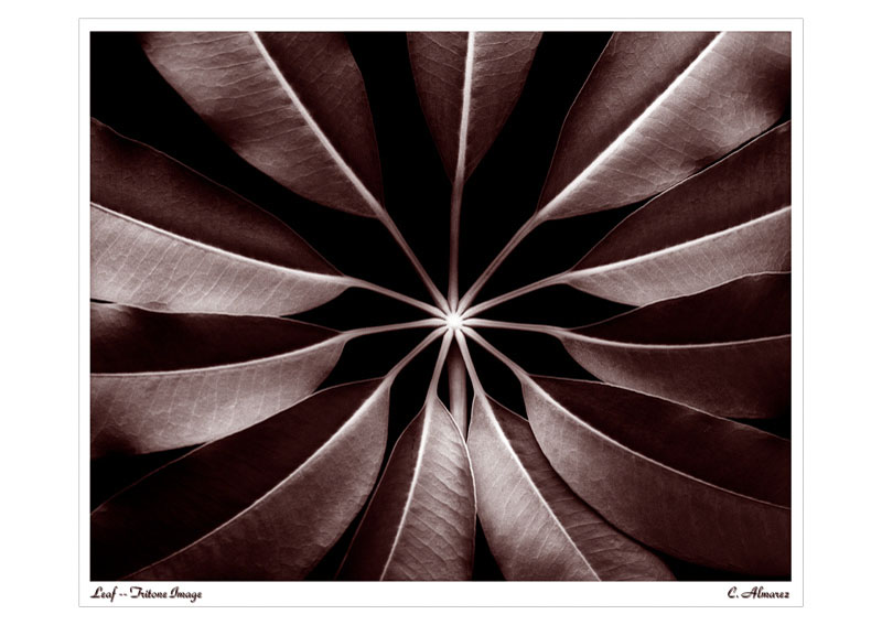 P-Radial Tritone.jpg :: Portfolio Sample