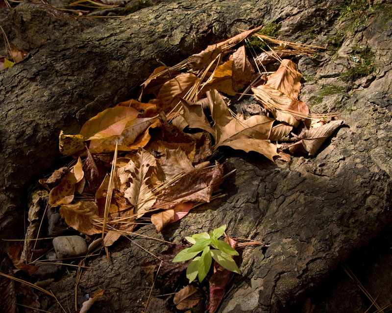 P-Roaring Run_01651.jpg :: Portfolio Sample