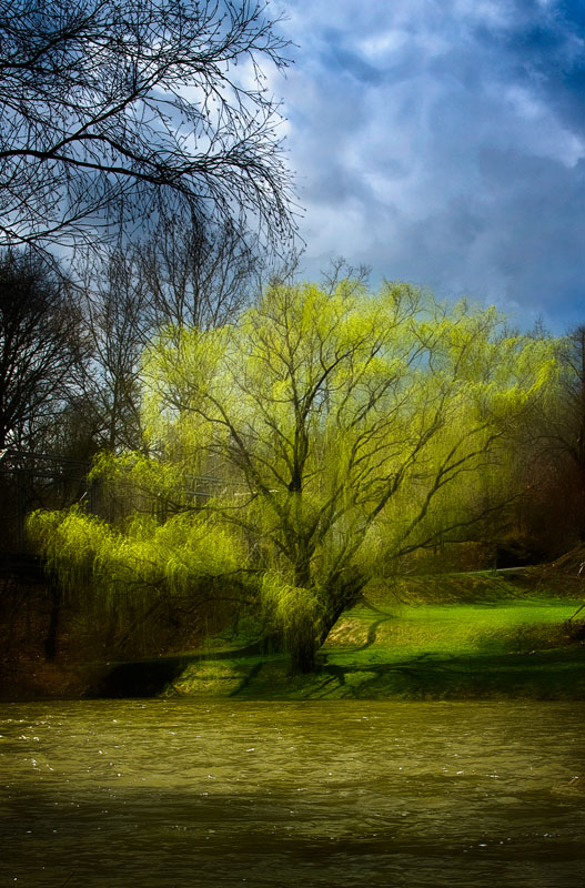 P-Willow on the Cowpasture.jpg :: Portfolio Sample