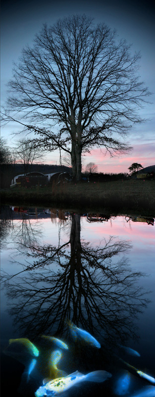Pond Reflection w-Fish.jpg