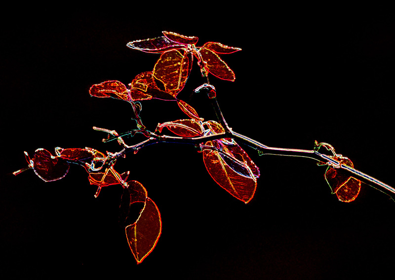 Rose Leaves.jpg