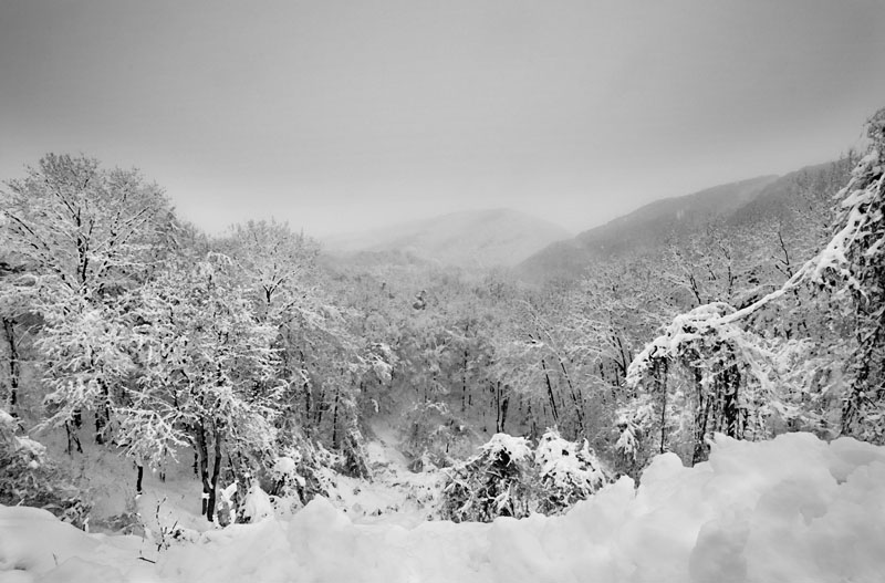Snow at HCB-Dry Brush1.jpg :: Ravine in Clifton Forge across from Kroger Store. This was a former landfill.