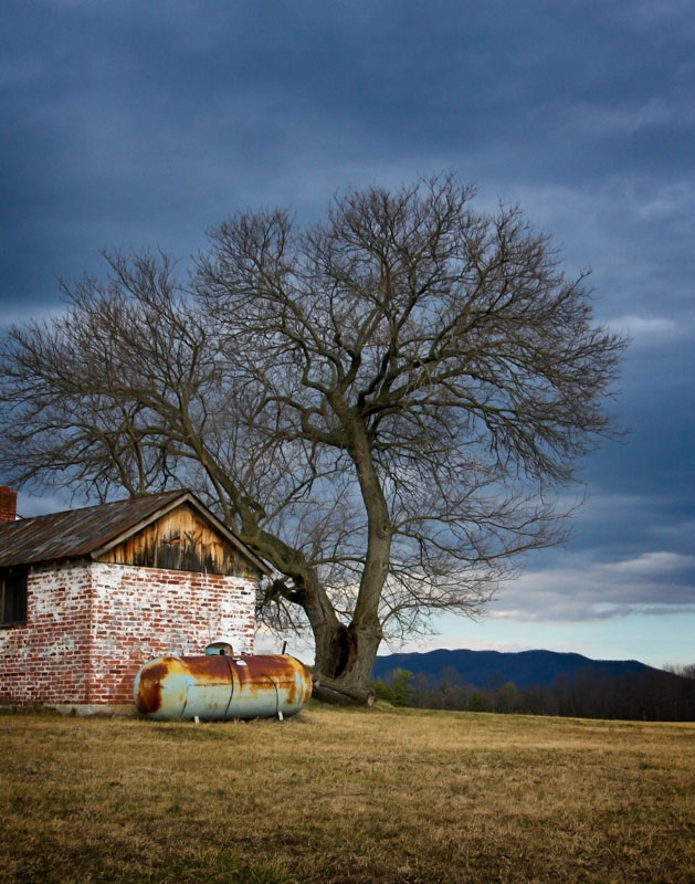 Tooties Mulberry Tree @ LRF.jpg :: This Mulberry tree has weathered many winters. Last year it lost a major section but it still lends serenity and beauty to the landscape.