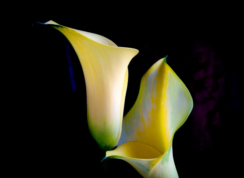 Calla  Study 2.jpg