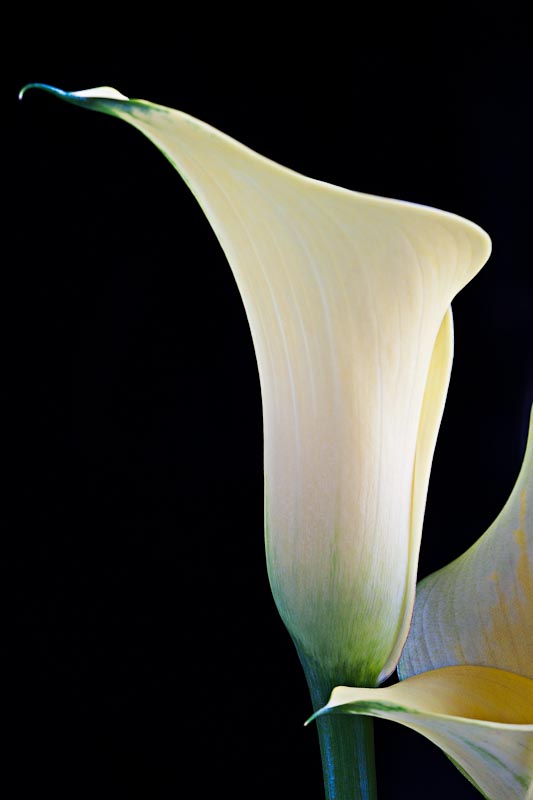 Calla Study 4.jpg