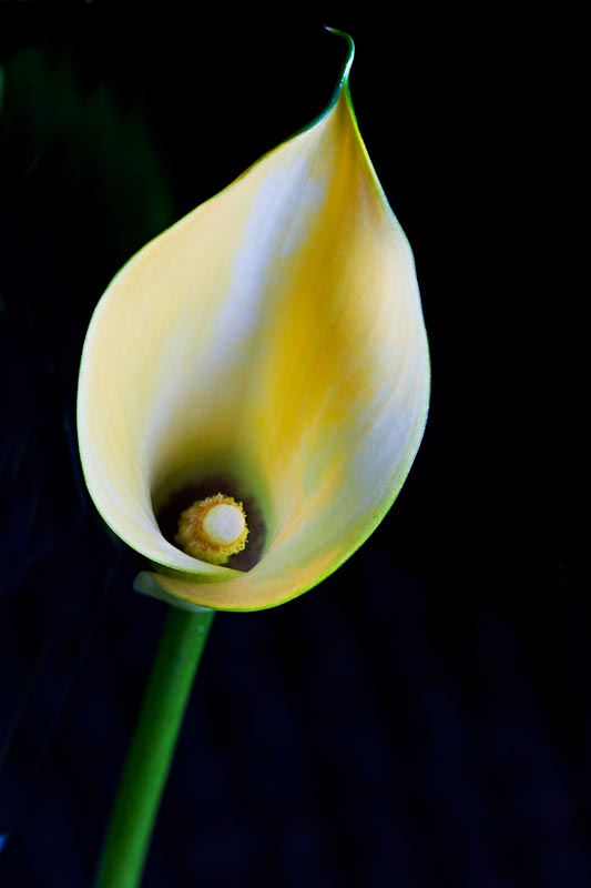 Calla Study 5.jpg