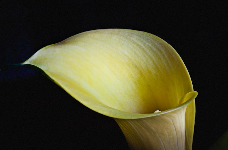 Calla Study 6.jpg
