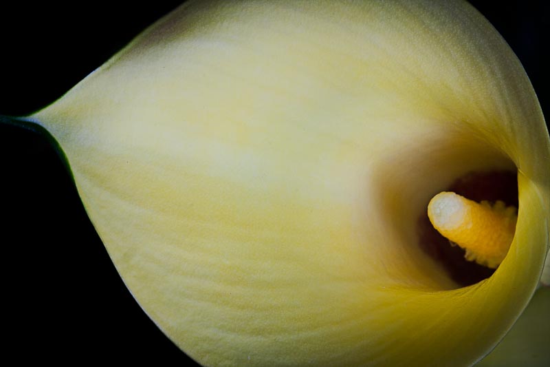 Calla Study 7.jpg