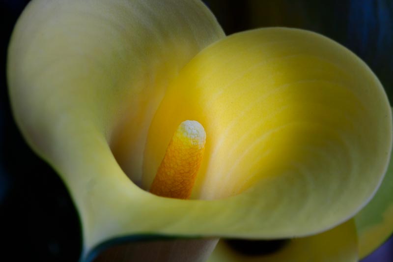 Calla Study 8.jpg