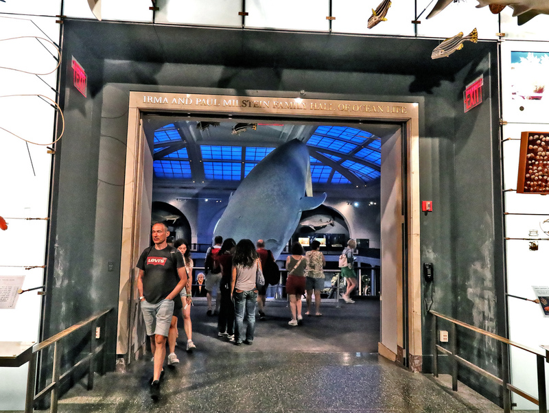AMNH Blue Whale 01A.jpg