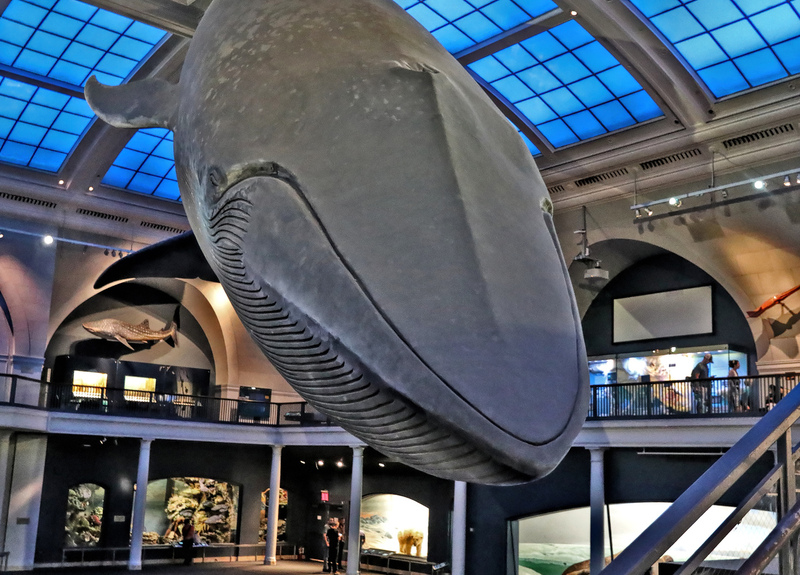 AMNH Blue Whale 02A.jpg