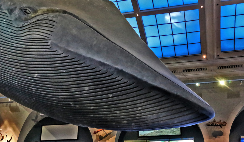 AMNH Blue Whale 03A.jpg