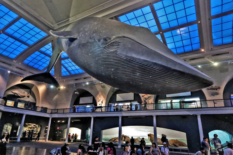 AMNH Blue Whale 04A.jpg