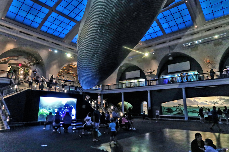 AMNH Blue Whale 05A.jpg