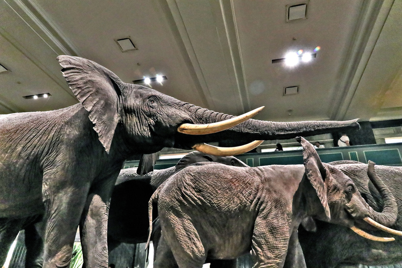 AMNH GilderHall 03A .jpg