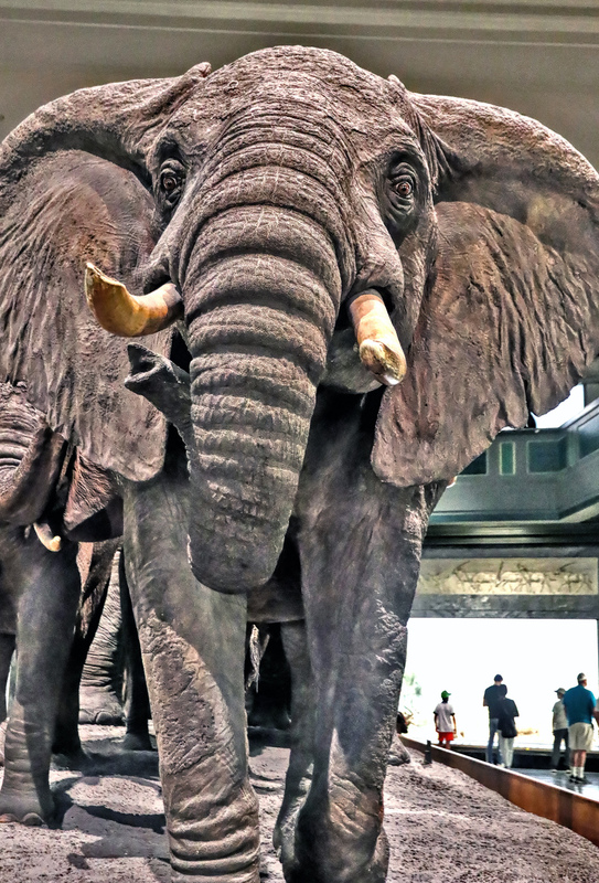 AMNH GilderHall 04A .jpg