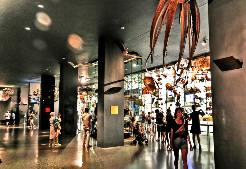 AMNH Marine 02A.jpg