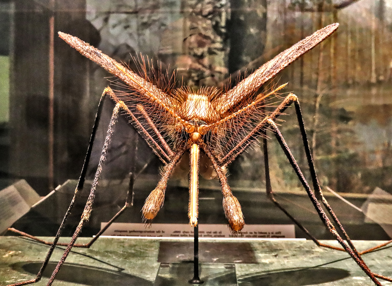 AMNH Mosquito 01A.jpg