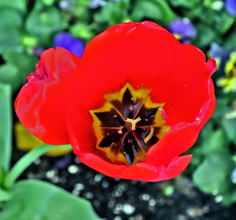 Flower Roosevelt Island 01A.jpg