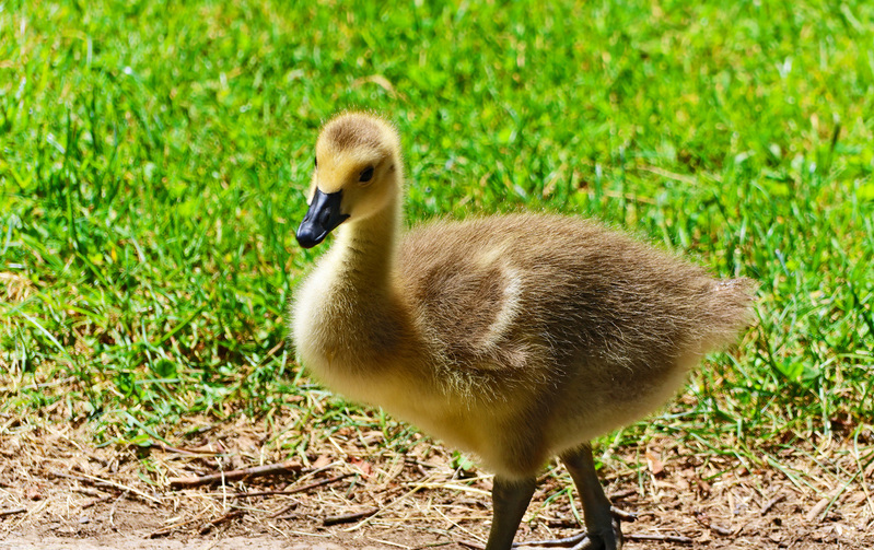 Laurel Highlands Youghiogheny Bridge Ohiopyle gosling 01A(1).jpg