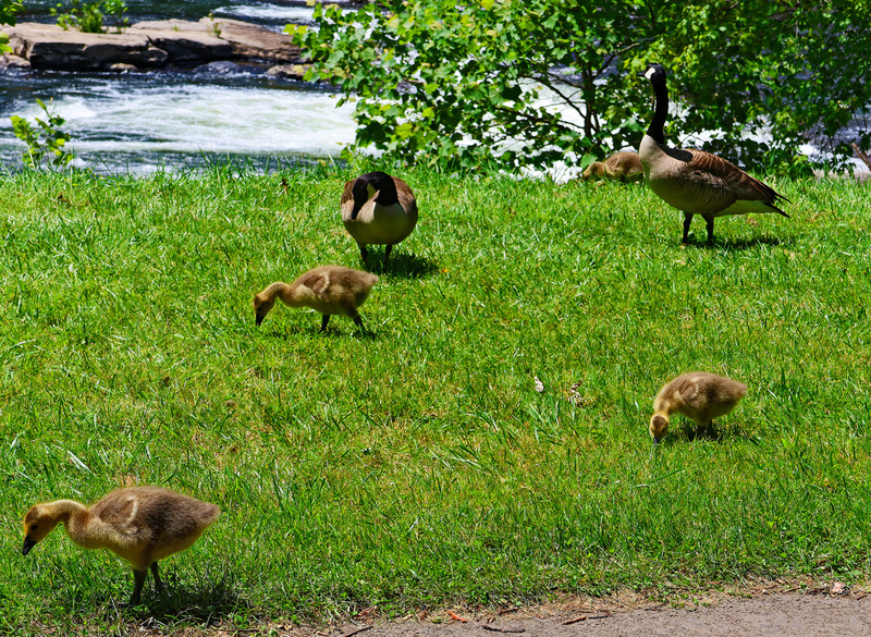 Laurel Highlands Youghiogheny Bridge Ohiopyle goslings 01A(1).jpg