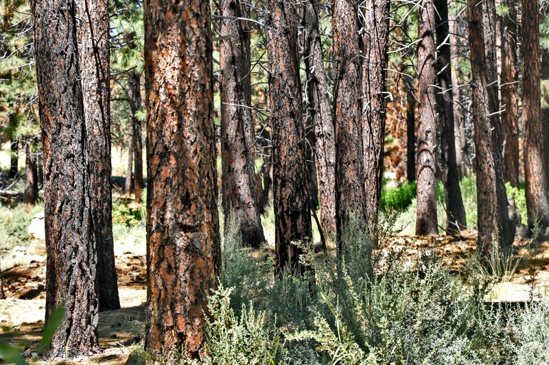 Oregon High Desert Museum 04A.jpg