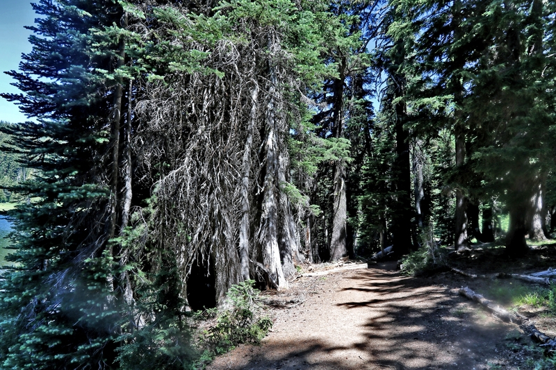 Oregon Todd Lake 19A.jpg