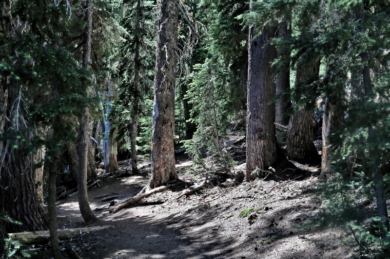 Oregon Todd Lake 24A.jpg