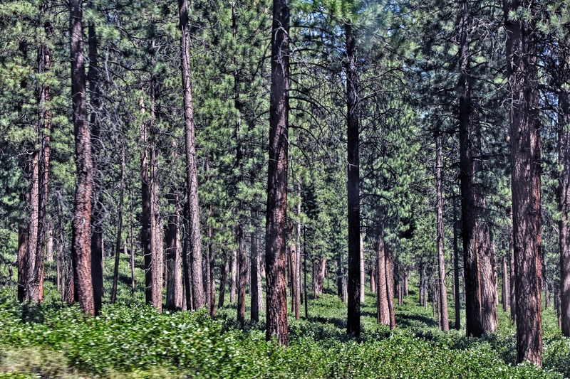 Oregon Todd Lake 32A.jpg