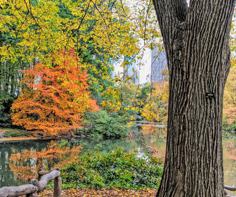 SQ CentralPk PondView 03C.jpg