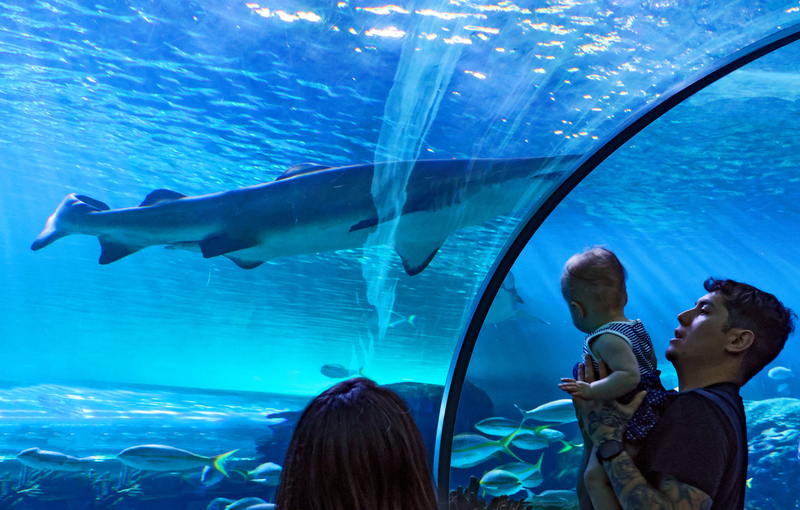 Toronto Ripleys Acquarium 010A.jpg