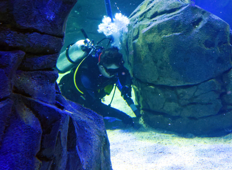 Toronto Ripleys Acquarium 011A.jpg