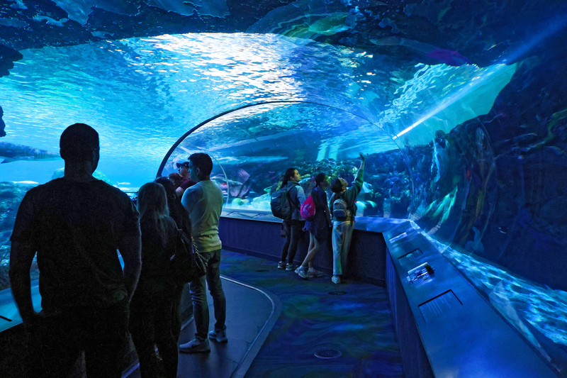 Toronto Ripleys Acquarium 012A.jpg