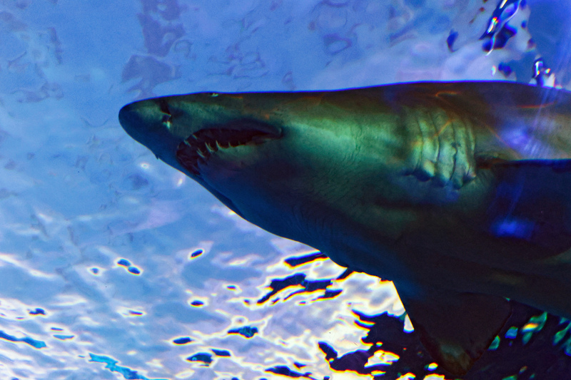 Toronto Ripleys Acquarium 013A.jpg