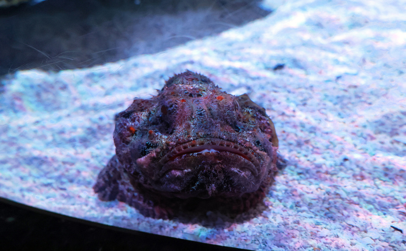 Toronto Ripleys Acquarium 014A.jpg