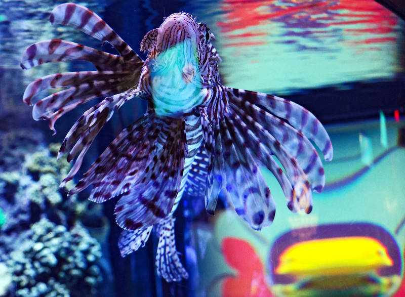 Toronto Ripleys Acquarium 015A.jpg