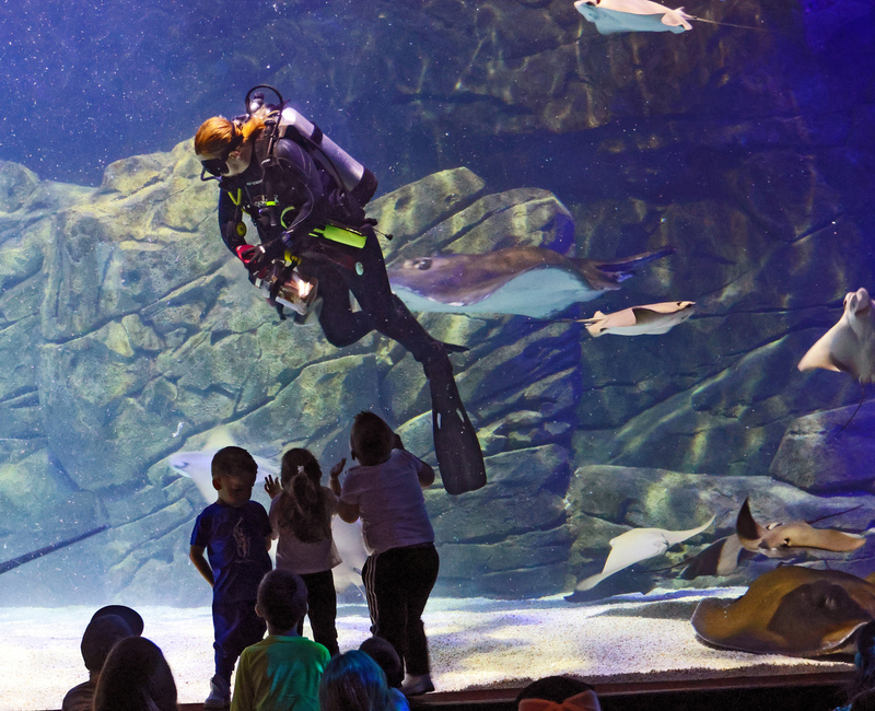 Toronto Ripleys Acquarium 018A.jpg