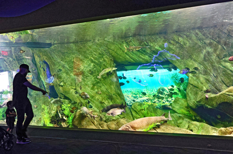 Toronto Ripleys Acquarium 01A.jpg