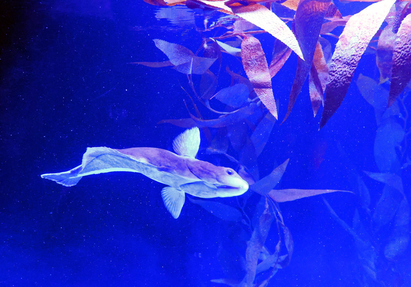 Toronto Ripleys Acquarium 03A.jpg