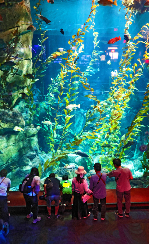 Toronto Ripleys Acquarium 04A.jpg